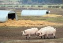 Estirpe de MRSA altamente resistente a antibióticos que surgiu em porcos ‘pode saltar para humanos’