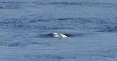 Baleia beluga encalhada em rio francês morre, dizem autoridades