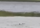 Furacão Ian: Tubarão varre as ruas em meio a chuva, tornados na Flórida.  Vídeo |  Noticias do mundo