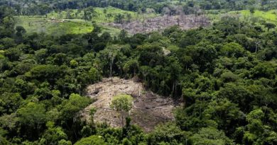 Alemanha promete € 200 milhões para ajudar a preservar a floresta tropical do Brasil
