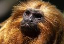 Corrida para vacinar raros macacos selvagens dá esperança para sua sobrevivência