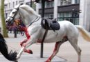 Quatro pessoas levadas ao hospital depois que cavalos militares fugiram pelo centro de Londres