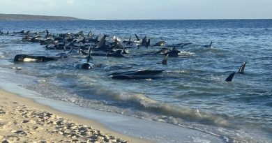 Mais de 100 baleias-piloto encalhadas na costa oeste da Austrália são resgatadas