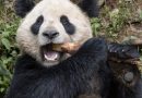 Par de pandas gigantes viajará da China para o Zoológico de San Diego