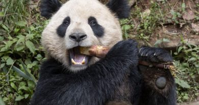 Par de pandas gigantes viajará da China para o Zoológico de San Diego