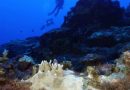 Cientistas dizem que recifes de corais em todo o mundo estão sofrendo branqueamento em massa