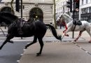 Dois cavalos militares passam por operações após ficarem soltos em Londres