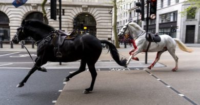 Dois cavalos militares passam por operações após ficarem soltos em Londres