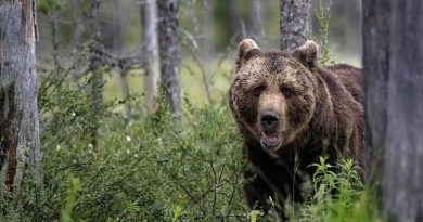 Itália transferirá urso que matou corredor de montanha para a Alemanha