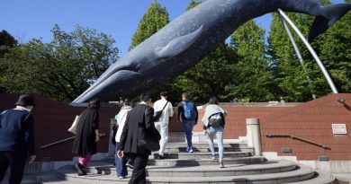 Japão propõe expandir a caça comercial às baleias-comuns