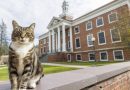 Max, o gato amigável, recebe diploma honorário de universidade dos EUA